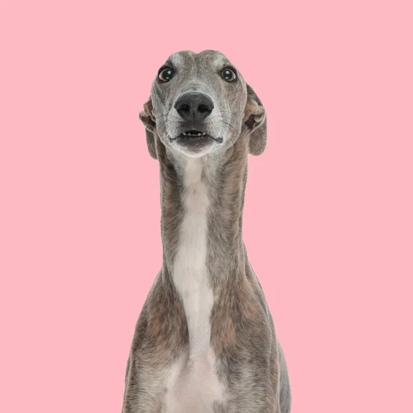 Bonito Galgo Cão Olhando Para Frente Sentado Frente Fundo Rosa — Fotografia de Stock