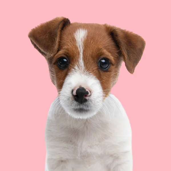 Porträt Eines Hübschen Kleinen Jack Russell Terrier Hundes Der Nach — Stockfoto