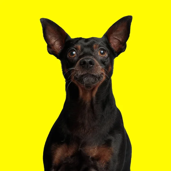 Πορτρέτο Του Χαριτωμένο Σκυλί Τσίμπημα Μεγάλα Αυτιά Κοιτάζοντας Προς Πάνω — Φωτογραφία Αρχείου