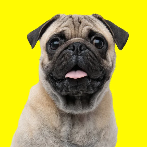 黄色い背景の前で舌を出して喘ぎながら前を見ている幸せの子犬 — ストック写真