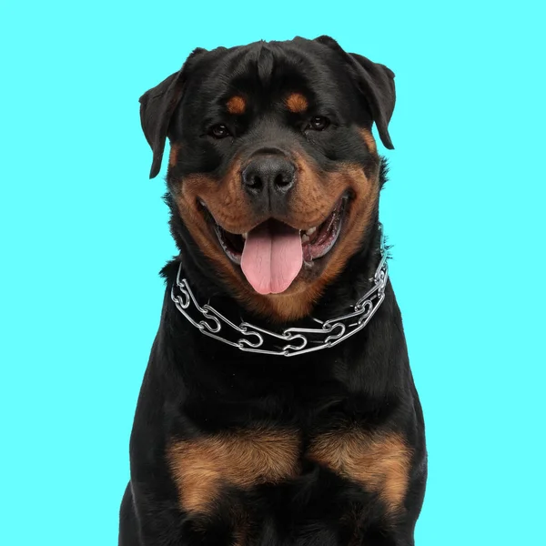 Sweet Rottweiler Dog Collar Sticking Out Tongue Panting Front Blue — Stock Photo, Image