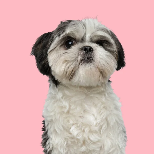 在演播室里 甜甜的小石子狗坐在粉红的背景前 — 图库照片