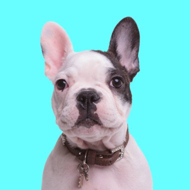 Yaka takan küçük şirin bir buldog mavi arka planda otururken ileriye bakıyor.