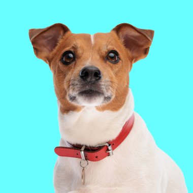Güzel Jack Russell Terrier köpeği kırmızı yakalı ve yukarı bakıyor, stüdyoda mavi arka planda otururken merak ediyor.