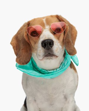 Komik köpek yavrusu geçmişe dönük güneş gözlüğü ve mavi bandana takıyor, yukarı bakıyor ve beyaz arka planda oturuyor.