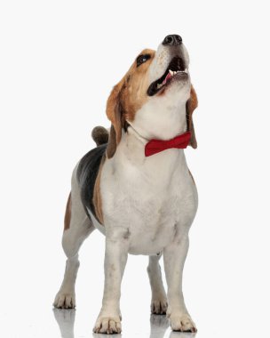 Kırmızı papyonlu değerli köpek yavrusu beyaz arka planda dururken yukarı bakıyor ve nefes nefese.