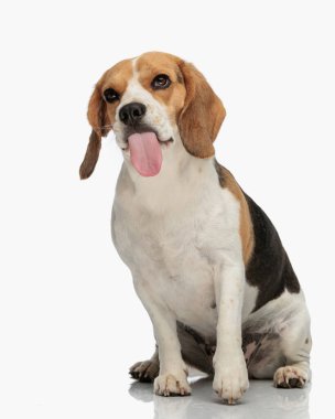 Tatlı av köpeği beyaz arka planda otururken dilini çıkarıp soluk soluğa kalıyor. 