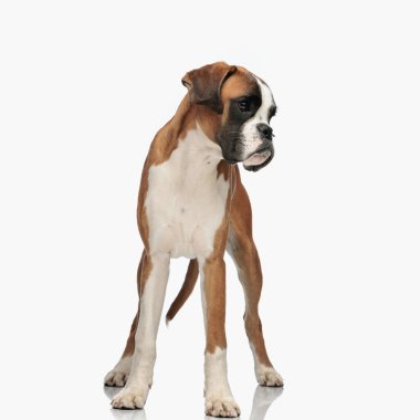 Güzel boksör köpek yavrusu beyaz arka planın önünde duruyor.