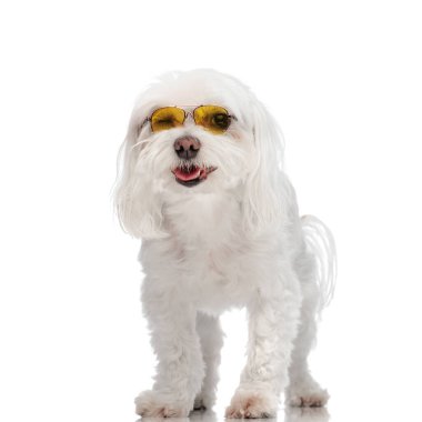 Tatlı bisküvi yavrusu, dilinden sarkan gözlüklü, nefes nefese, göz kırparken ve beyaz arka planda dururken