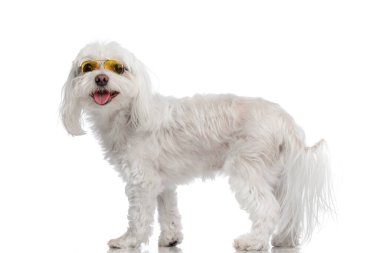 Stüdyoda beyaz arka planda dururken dilinden sarkan gözlüklü ve nefes nefese mutlu bizon yavrusunun yan görüntüsü.