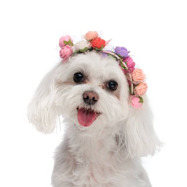 Küçük sevimli bizon yavrusunun portresi dilinden sarkan ve nefes nefese, çiçek bandı takıyor ve beyaz arka planda oturuyor.