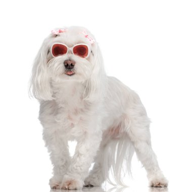 Pembe fiyonklu, güneş gözlüklü dilinden sarkan ve stüdyoda beyaz arka planda soluyan güzel bizon köpeği.