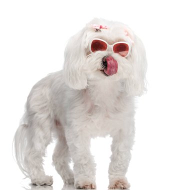 Güneş gözlüklü, pembe fiyonklu, burnunu yalayan ve stüdyoda beyaz arka planda duran güzel bir bizon yavrusu.