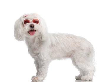 Güneş gözlüklü, dilinden sarkan ve stüdyoda beyaz arka planda soluyan tatlı bizon köpeğinin yan görüntüsü.