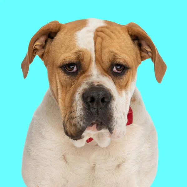 cute american bulldog puppy with red bowtie looking forward and sitting in front of blue background in studio