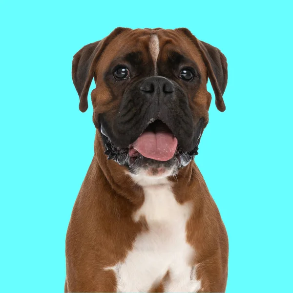 Αξιολάτρευτο Χαρούμενο Σκυλί Μποξέρ Προεξέχει Γλώσσα Και Λαχάνιασμα Ενώ Κάθεται — Φωτογραφία Αρχείου