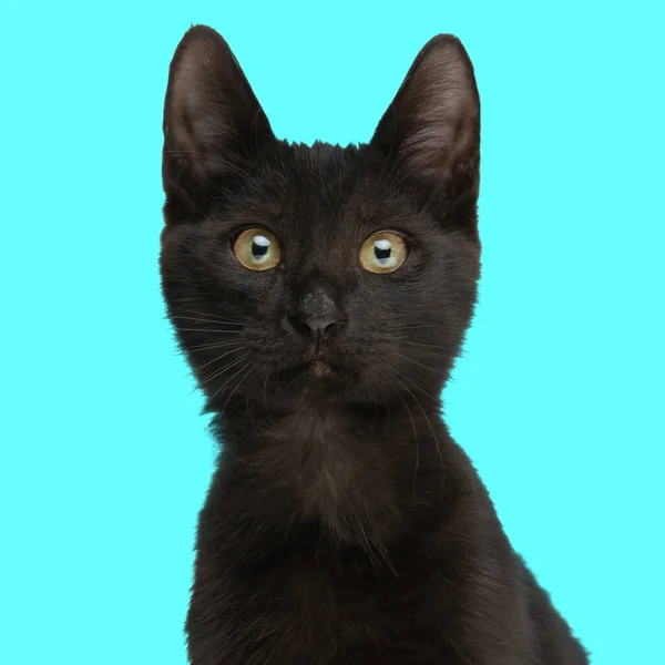 Портрет Прекрасного Маленького Черного Кота Метиса Смотрящего Вперед Сидящего Синем — стоковое фото