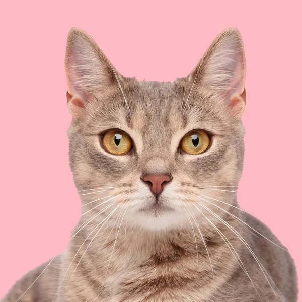 Retrato Hermoso Gato Acostado Mirando Hacia Adelante Delante Fondo Rosa —  Fotos de Stock