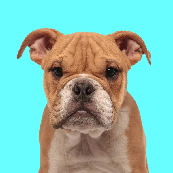cute little english bulldog looking forward and sitting on blue background in studio