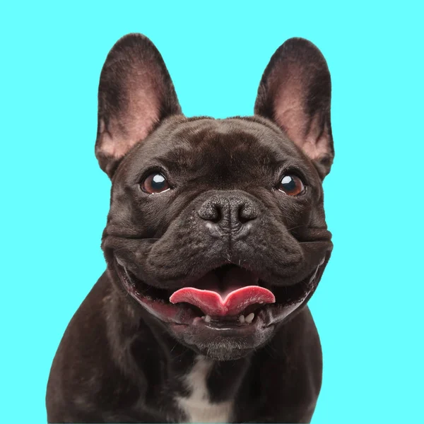 Glad Fransk Bulldog Valp Sticker Tunga Och Flämtande Medan Tittar — Stockfoto