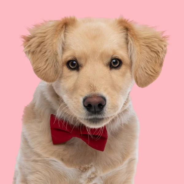 ピンクの背景の前に座っている赤いボウティーと小さなゴールデンレトリーバーの子犬の肖像画 — ストック写真