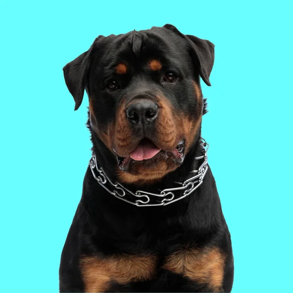 Portrait Adorable Rottweiler Dog Wearing Silver Collar Sticking Out Tongue — Stock Photo, Image
