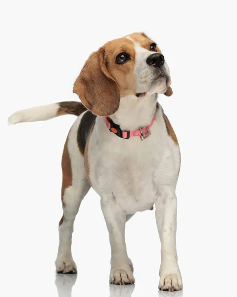 Pequeno Filhote Cachorro Beagle Curioso Com Colarinho Rosa Olhando Para — Fotografia de Stock