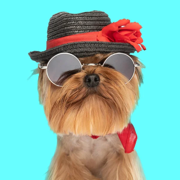 portrait of beautiful yorkshire terrier puppy wearing sunglasses, black hat with red flower and red bandana sitting on blue background