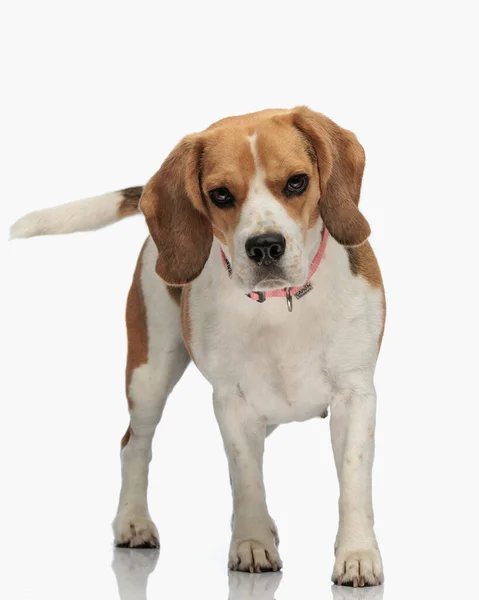 Roztomilý Malý Beagle Štěně Límečkem Chůze Při Pohledu Před Bílým — Stock fotografie