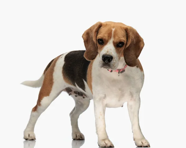 Πλαϊνή Άποψη Του Αξιολάτρευτο Beagle Κολάρο Κοιτάζοντας Προς Εμπρός Και — Φωτογραφία Αρχείου