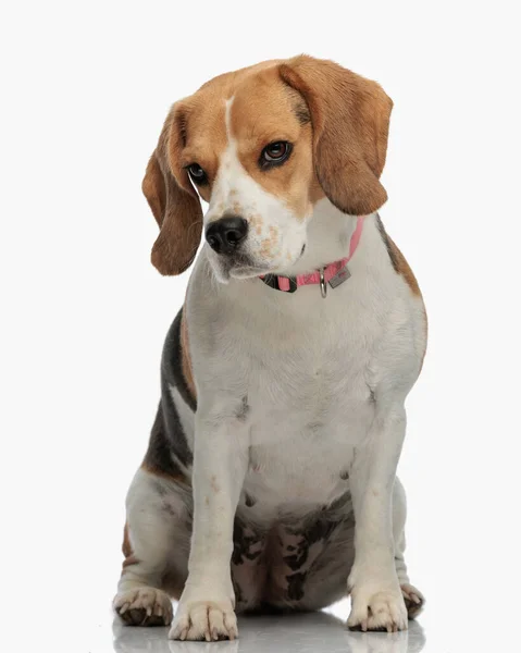 Όμορφο Κουτάβι Beagle Φορώντας Κολάρο Κάθεται Και Κοιτάζοντας Μακριά Μπροστά — Φωτογραφία Αρχείου