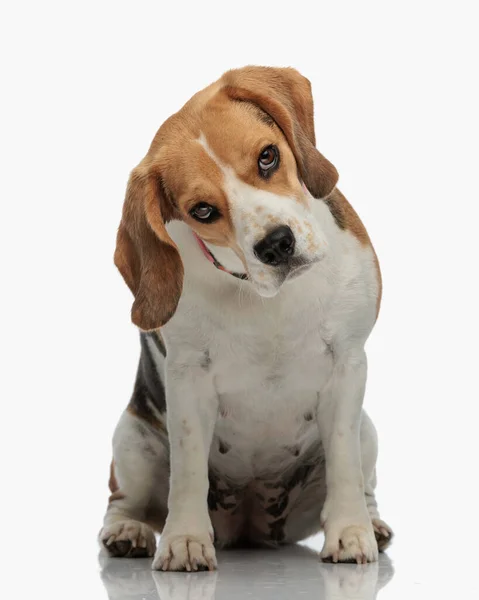 Lustiger Beagle Hund Mit Halsband Sitzt Und Blickt Mit Wertenden — Stockfoto