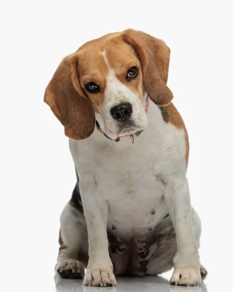 Uroczy Mały Pies Beagle Kołnierzykiem Siedzi Patrzy Przód Przed Białym — Zdjęcie stockowe