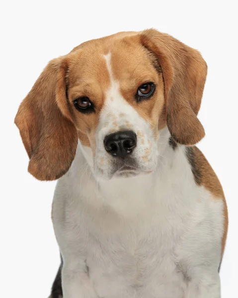 Portret Słodkiego Szczeniaka Beagle Patrząc Przodu Siedząc Przed Białym Tle — Zdjęcie stockowe