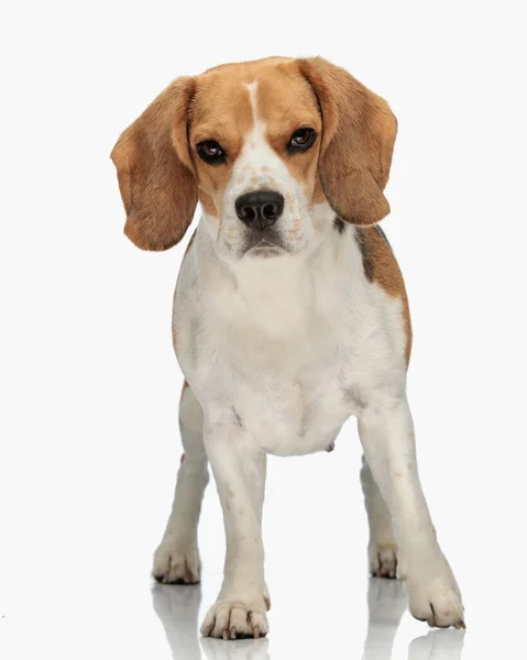 Όμορφο Μικρό Σκυλί Beagle Ανυπομονούμε Και Στέκεται Μπροστά Από Λευκό — Φωτογραφία Αρχείου