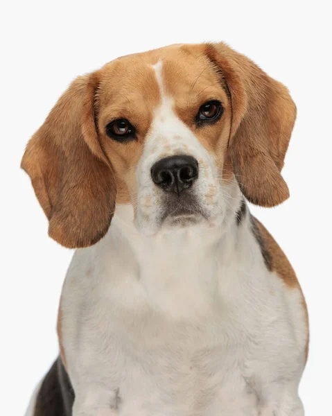 Retrato Foto Hermoso Pequeño Perro Beagle Mirando Hacia Adelante Sentado —  Fotos de Stock