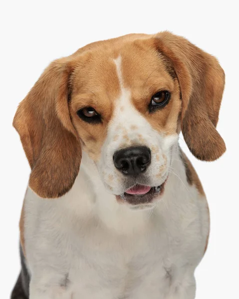 Bella Bocca Piccolo Cane Beagle Apertura Ansimando Guardando Avanti Seduto — Foto Stock