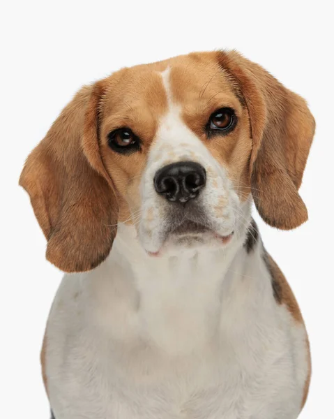 Portret Uroczego Szczeniaka Beagle Patrząc Przodu Siedząc Przed Białym Tle — Zdjęcie stockowe