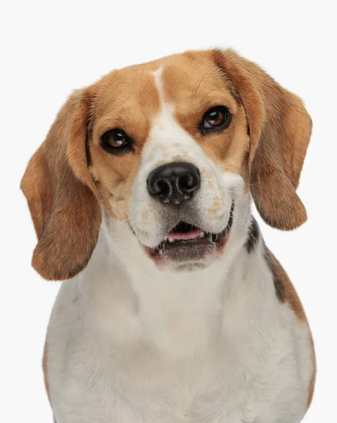 Portret Szczęśliwego Małego Beagle Patrząc Przodu Otwierając Usta Dysząc Przed — Zdjęcie stockowe