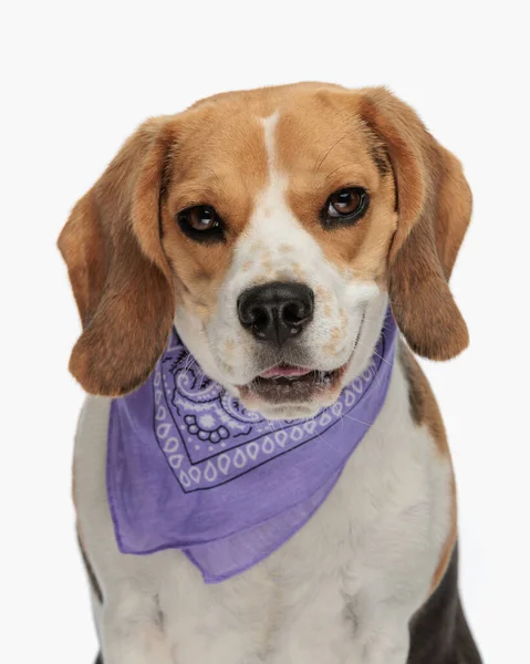 Porträt Des Niedlichen Beagle Mit Violettem Kopftuch Der Nach Vorne — Stockfoto