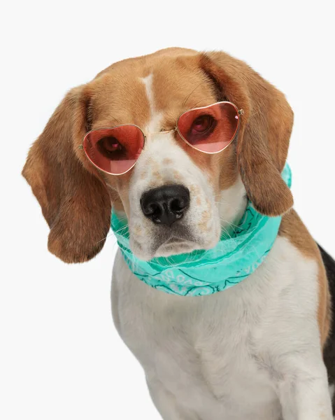 Cute Beagle Pies Okularach Bandana Osądzająco Patrząc Przyszłość Siedząc Przed — Zdjęcie stockowe