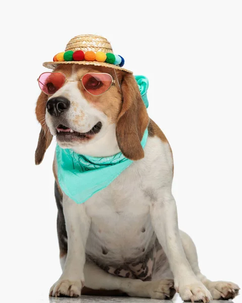 Γλυκό Σκυλί Beagle Φορώντας Καπέλο Ρετρό Γυαλιά Ηλίου Καρδιά Και — Φωτογραφία Αρχείου