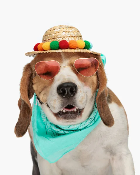 ハット サングラス バンダナの目を閉じ スタジオで白い背景の前に座っている間笑う面白いビングル犬 — ストック写真