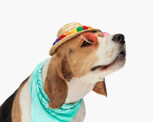 Vue Latérale Beagle Mignon Avec Chapeau Lunettes Soleil Bandana Regardant — Photo