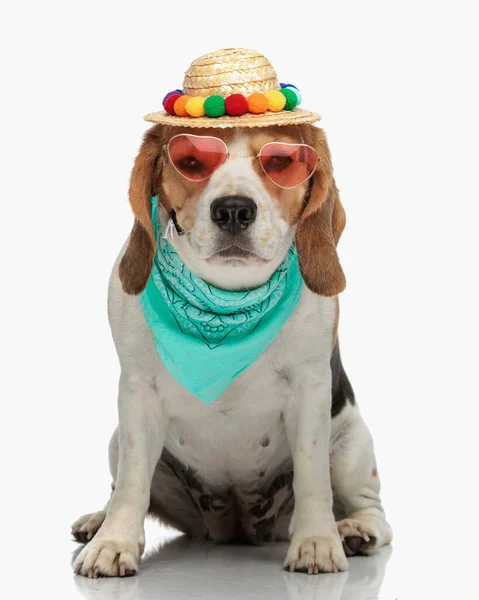 Adorable Beagle Dog Wearing Colorful Hat Retro Heart Sunglasses Cyan — Stock Photo, Image