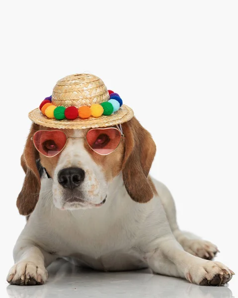 Dulce Perrito Beagle Con Sombrero Gafas Sol Acostado Delante Fondo —  Fotos de Stock