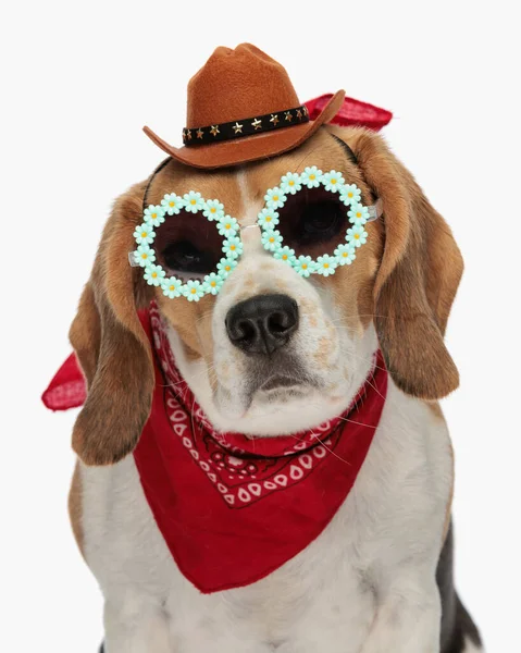 Kovboy Şapkalı Güneş Gözlüklü Kırmızı Bandanalı Komik Bir Şerif Köpeği — Stok fotoğraf