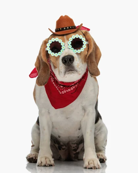 Милый Пёс Ковбойской Шляпе Солнцезащитных Очках Бандане Сидит Белом Фоне — стоковое фото