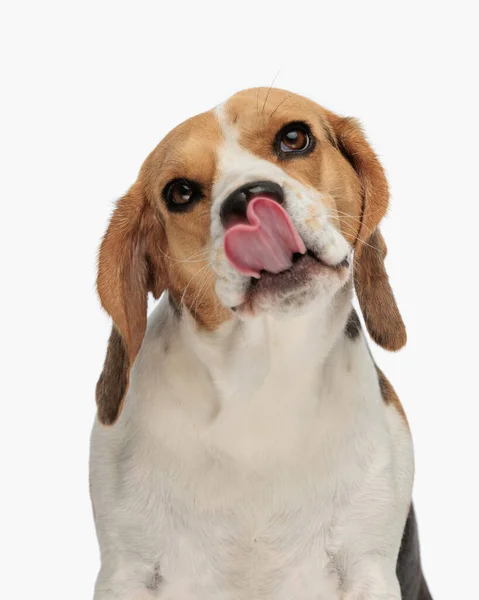 Retrato Adorável Filhote Cachorro Beagle Olhando Para Cima Lambendo Nariz — Fotografia de Stock