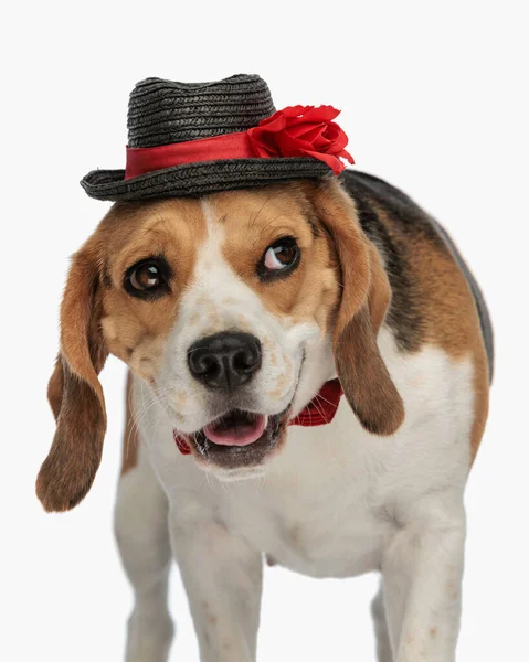 Uroczy Pies Beagle Noszenia Kapelusza Muszki Patrząc Bok Podczas Dysząc — Zdjęcie stockowe